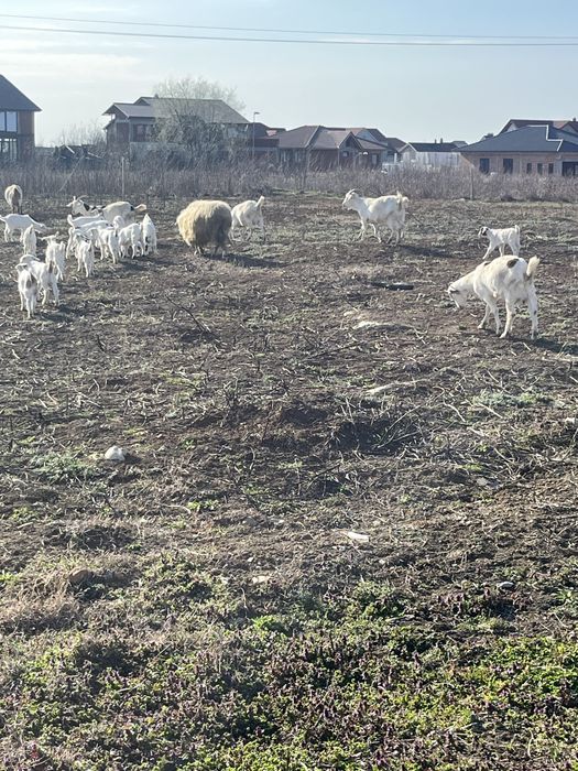 Capre cu iezi 13 bucati
