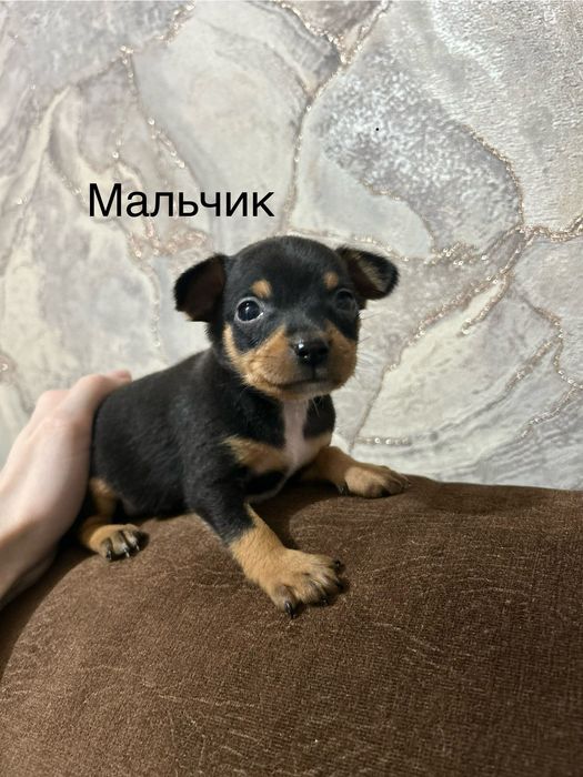 Щенки той терьер