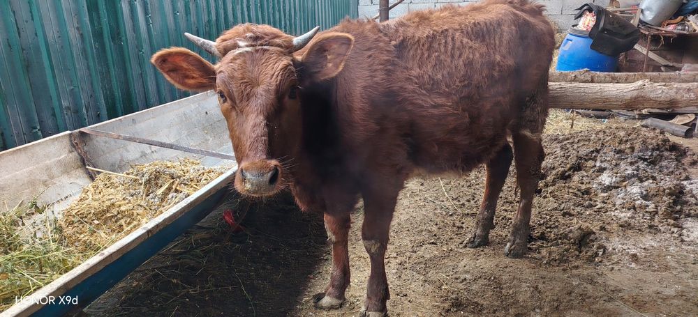 Гуножмн сотилади