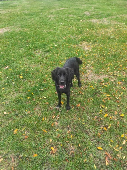 Подарявам Куче на 1 година и  3 месеца