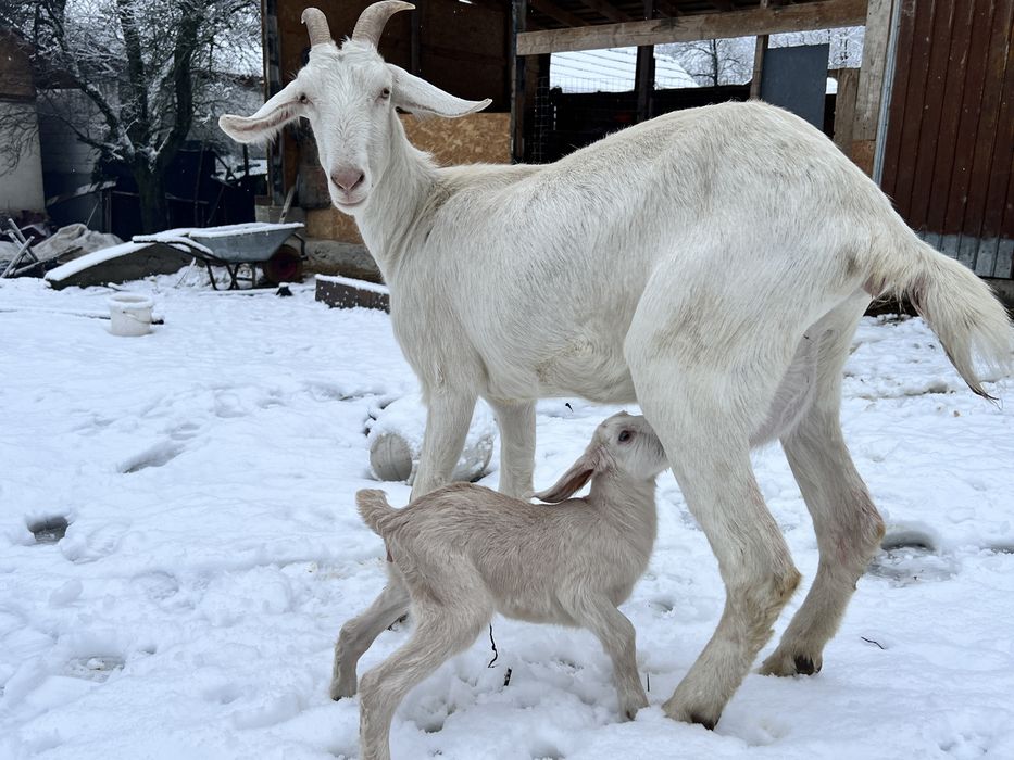 Capra saanen cu anglonubian recent fatata