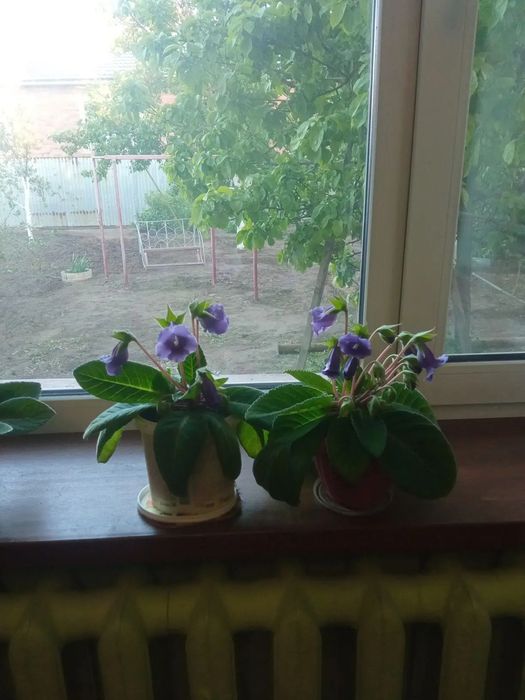 Продам цветы комнатные