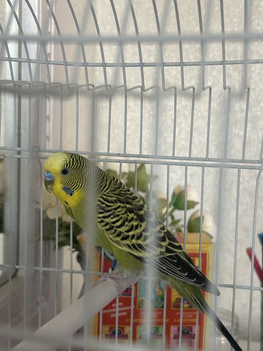 Волнистый попугай