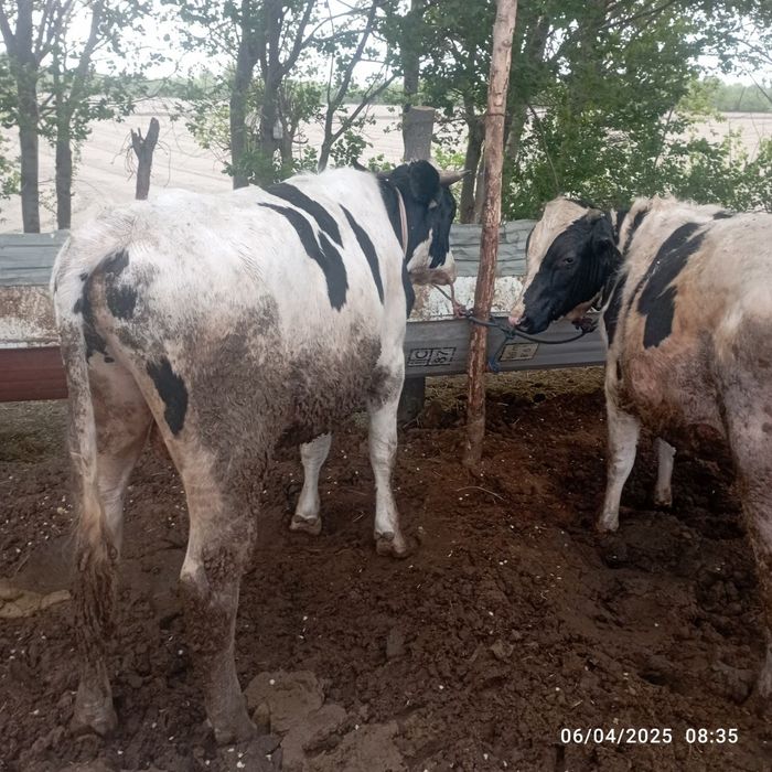 Buqalar sotiladi. Smental