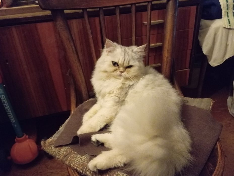 Серебристая шиншилла Скоттиш Страйт