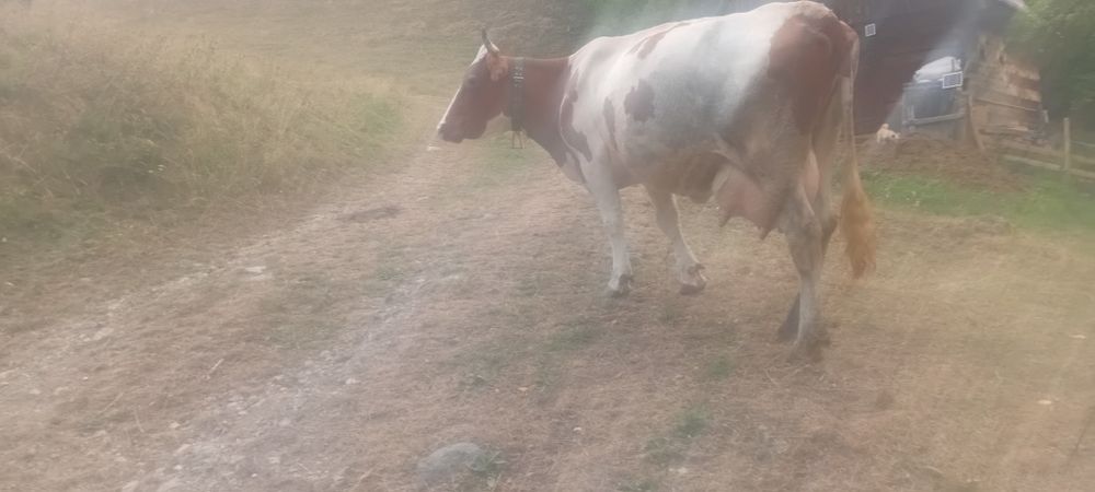 Vind vacă baltata românească de 7 ani cu vitel de 3 săptămâni