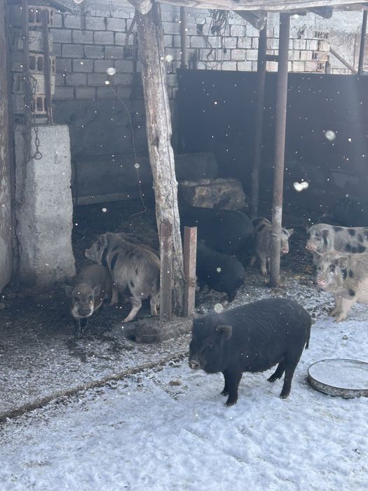 Прасенца виетнамски различни цве