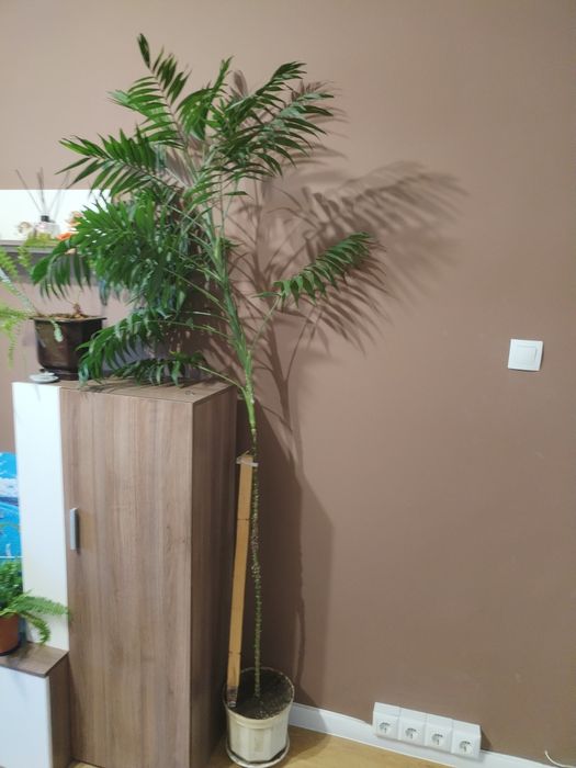 Продавам Финикова палма