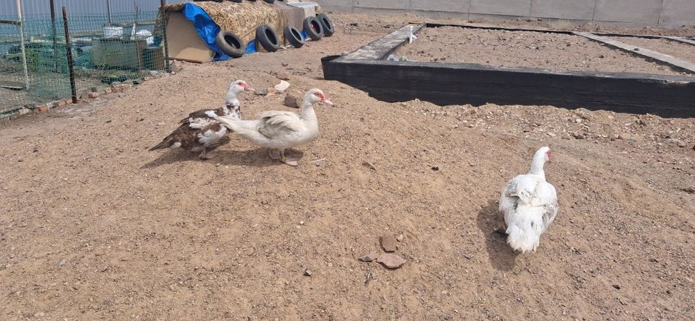 Продам Индоуток семейку