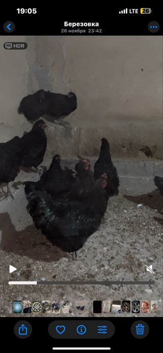 Гигант диржиски тауык