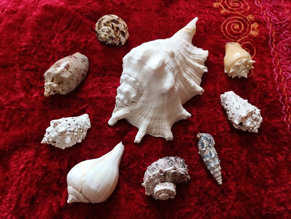 Ракушки натуральные Карибы , игрушки СССР Чебурашки
