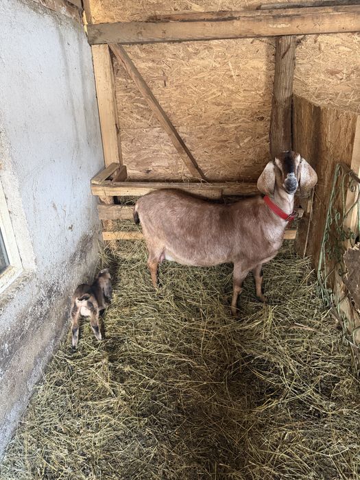 Capră anglonubian cu iedută