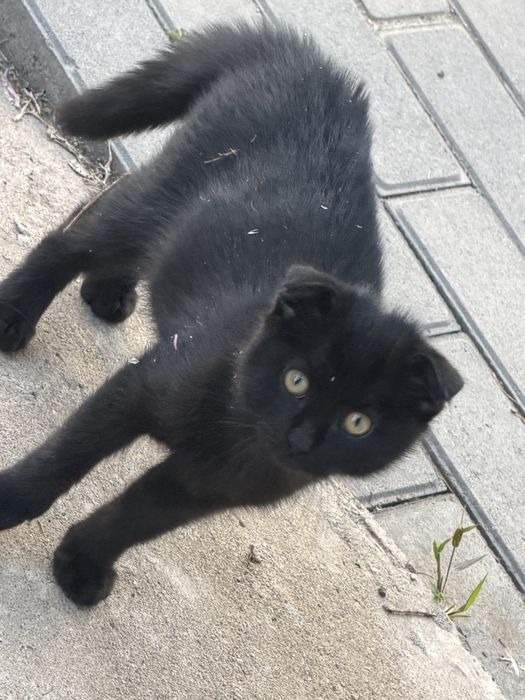 Котенок вислоухий метис
