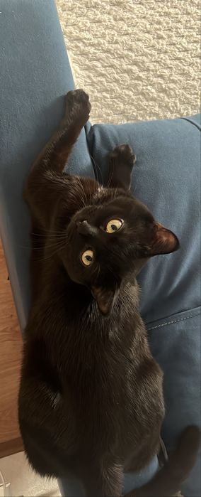 Отдам кота в добрые руки