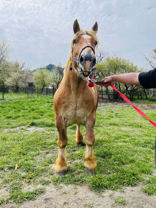 Harmasar pt monta ardenez de trei ani frumos cu forme