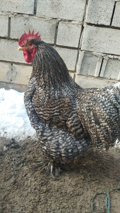 Кохинхины петухи