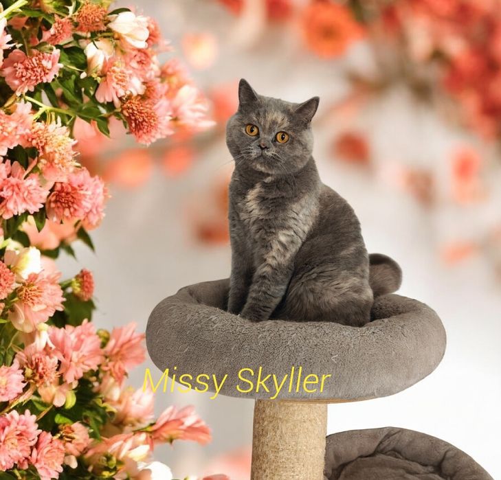 Femelă british shorthair