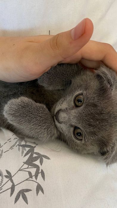 Продается котенок