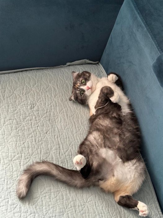 Кошка девочка