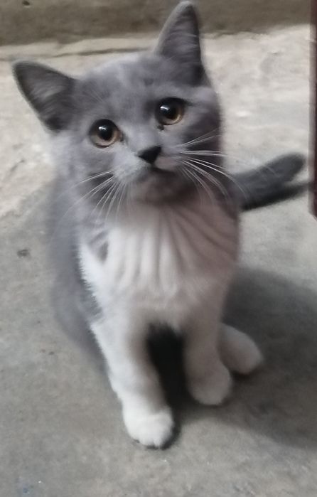 Котенок 2 месяца, в добрые руки