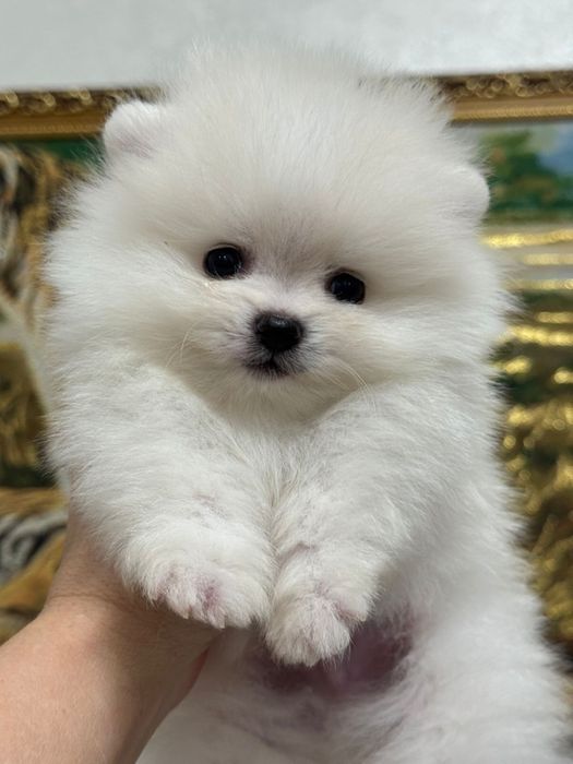 Шпицы мишки померашки