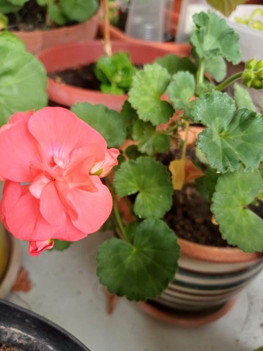 Пеларгония в горшке