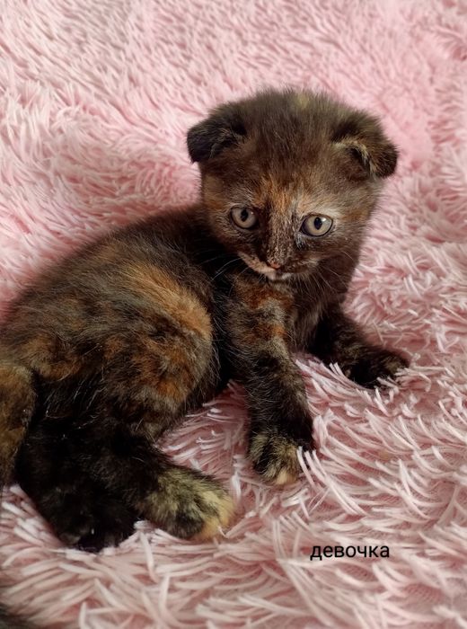 Продам милого котёнка