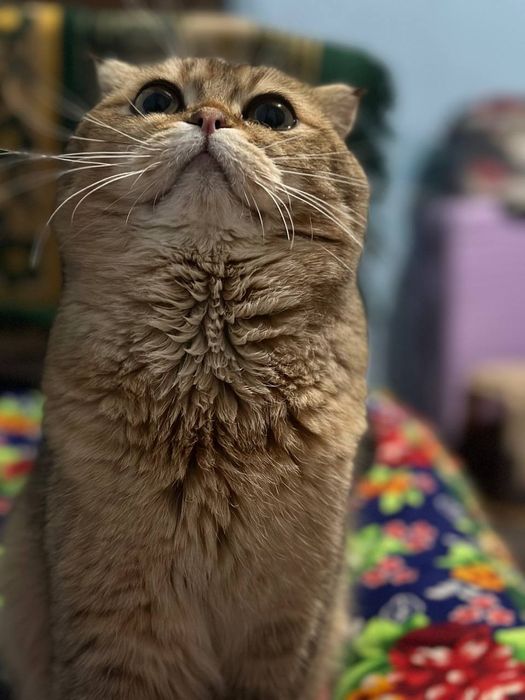 Продаётся умный кошка