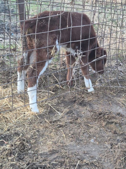 Сиыр сатылады бугін туған