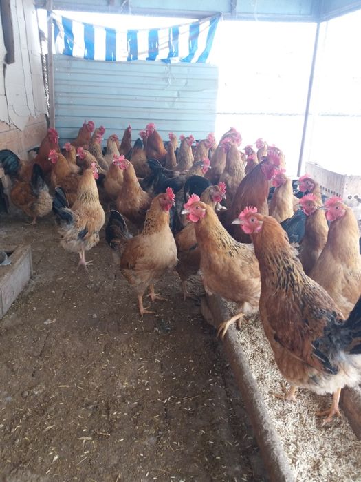 Инкубационое яйцо кученской