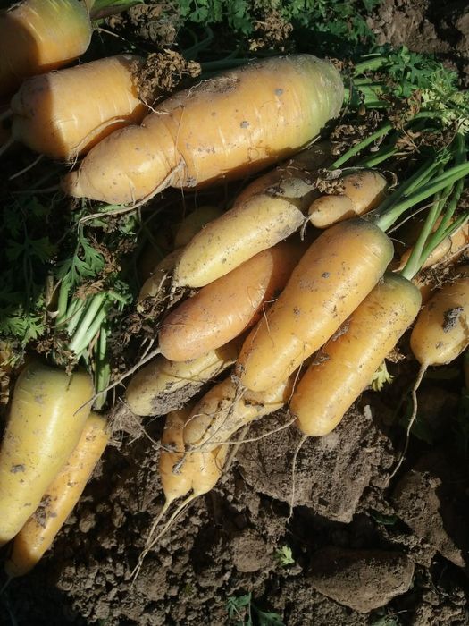 Sabzi bor. Narxi kelishiladi