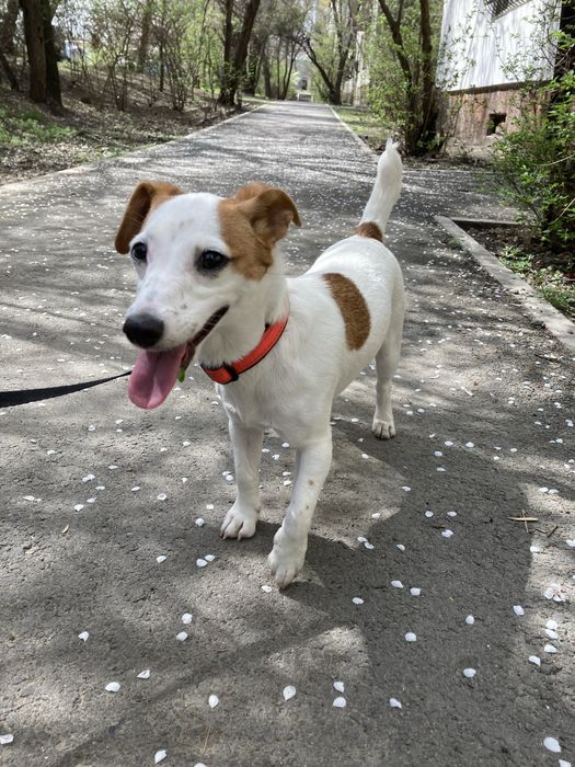 Джек рассел (девочка, стерильна)