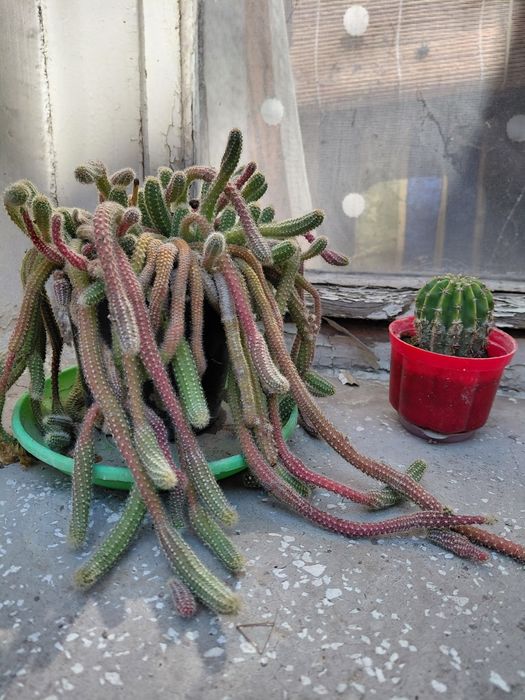 Кактус немръзне през зимата и цъфти жълто