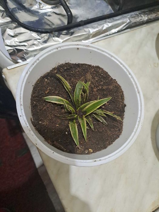 Детки хлорофитума