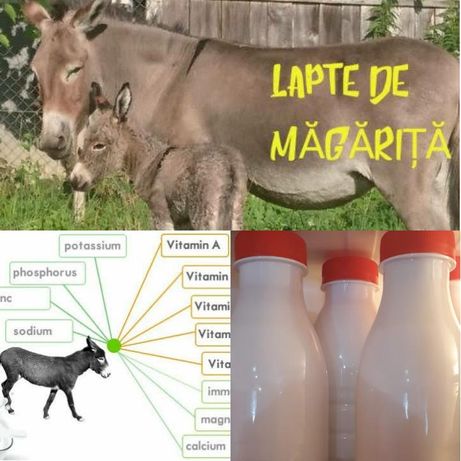 Lapte De Magarita Lactate Olx Ro