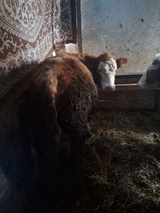 Vand 3 vitele pentru reproducție