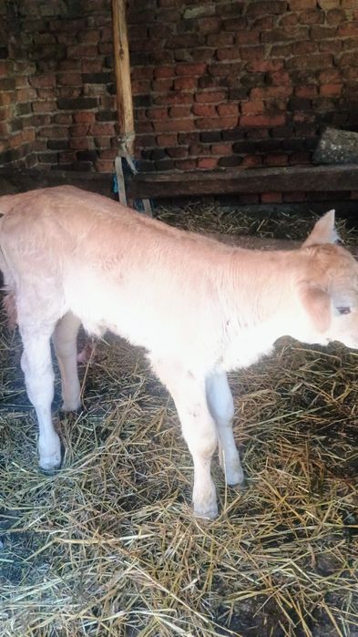 Vând 3 viței de monta