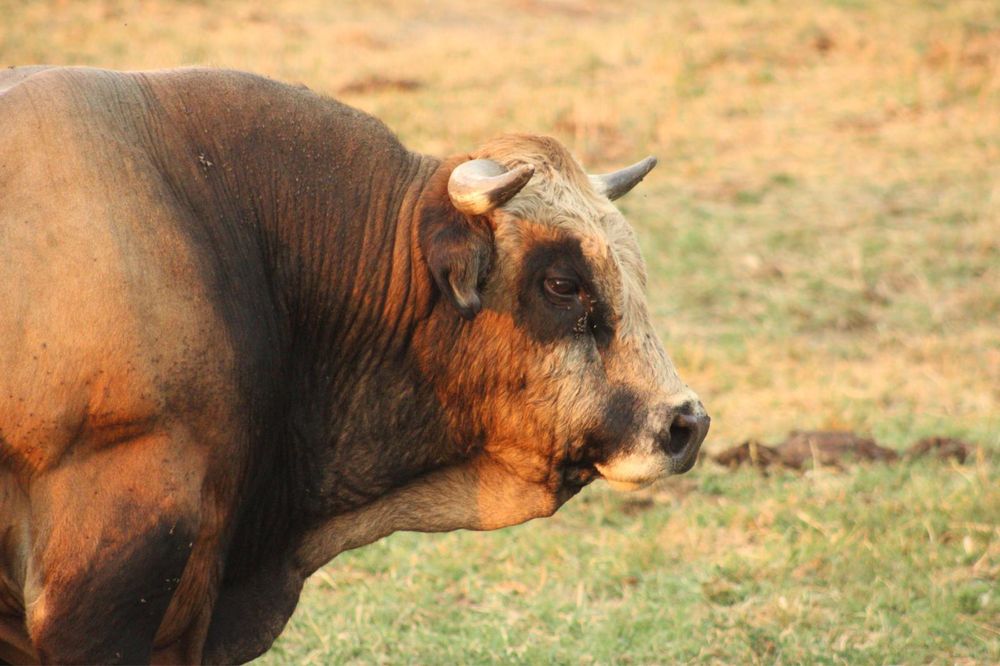 Vand taur aubrac varsta 7 ani