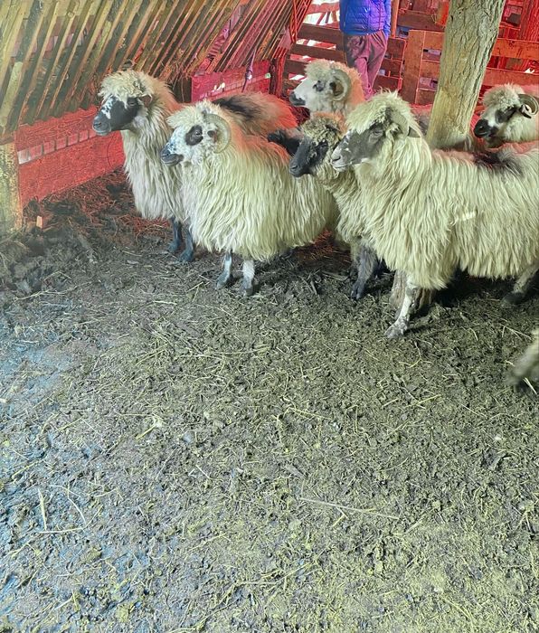 Oi de vânzare(10 buc.)