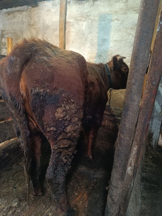 Продаю Бычкова телок