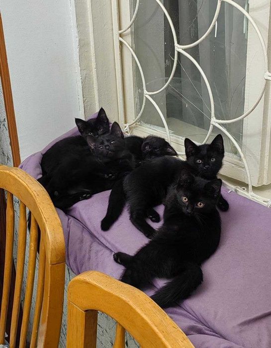 Маленькие котята, ≈ 3 месяца