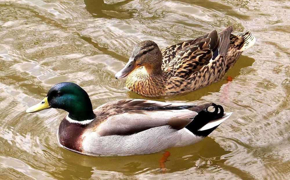 Фотоапарат Canon с обектив 28-336 мм (екв. 35 мм) и стабилизация