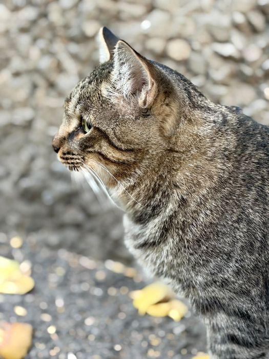 Нужен дом полосатому коту.