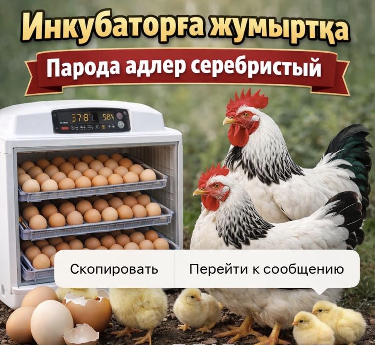 Инкубацонные яица Алдер серебрсты