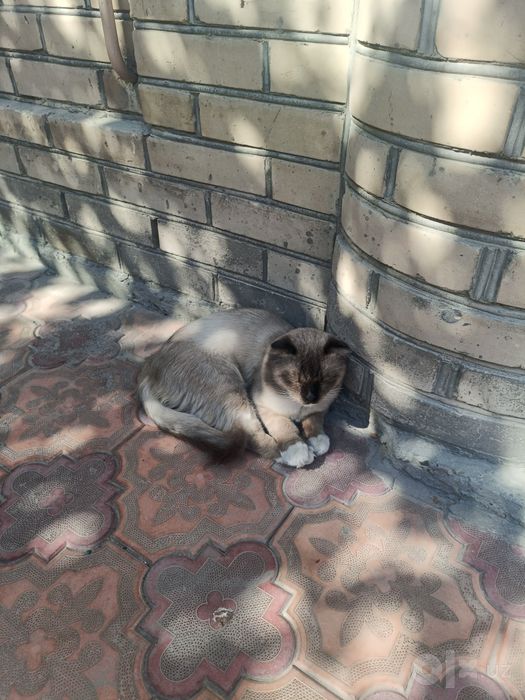 Отдам кота бесплатно
