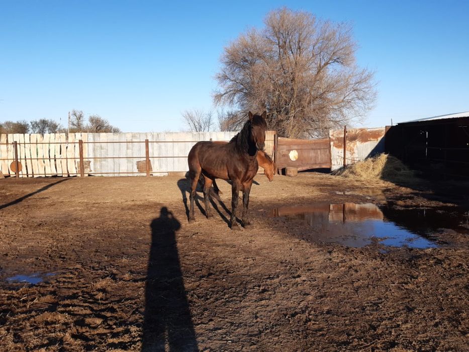 Кушумские жеребцы