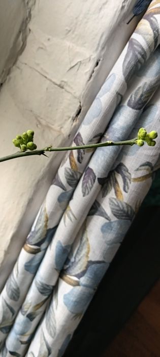 Лимон юбилейный.