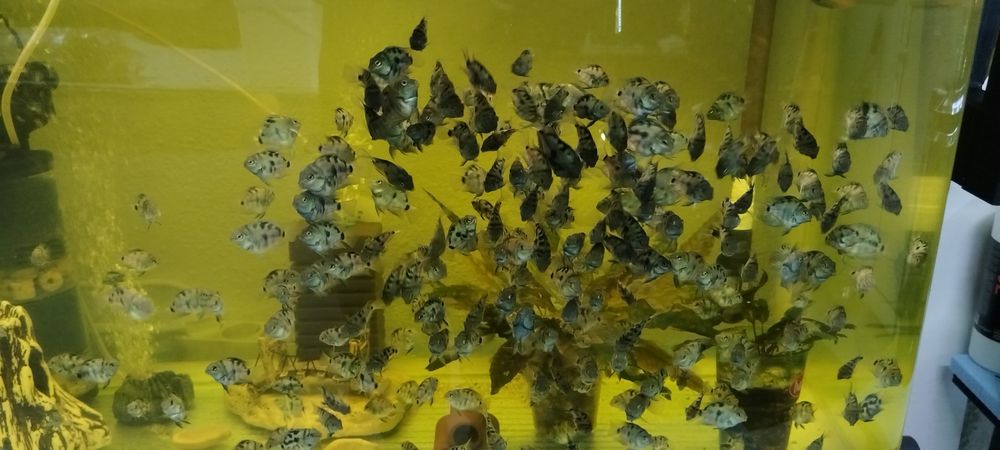 Син папагал/зебровидни цихлиди