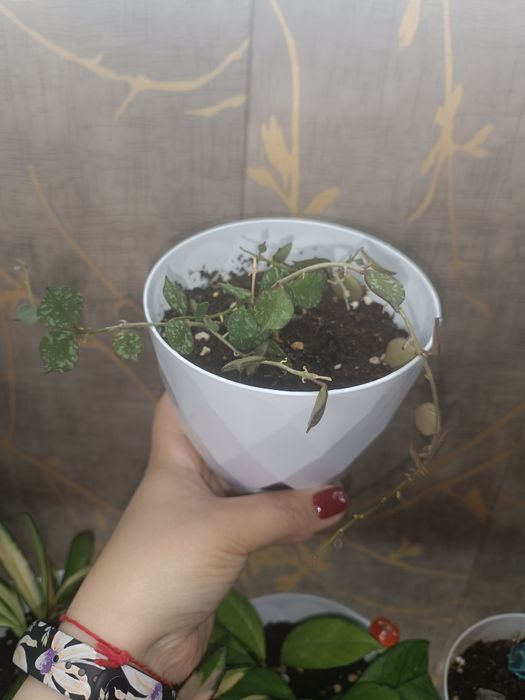 Цветок Хойя , асал томчи гул