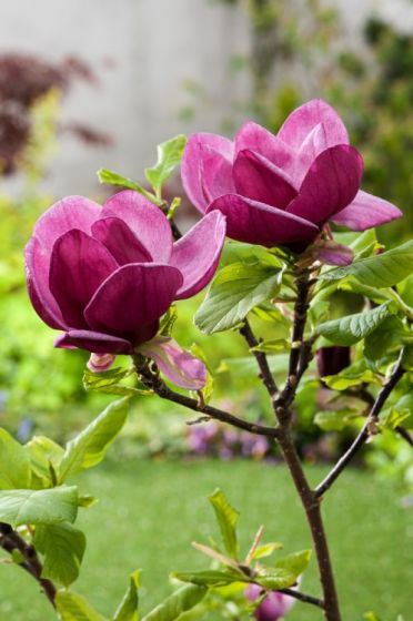 Poimi ornamentali  magnolia  genie